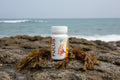 GHF Fucus 500mg 100 comprimidos